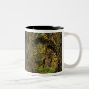 Nordamerika; USA; Washington, Moosbedeckt Zweifarbige Tasse