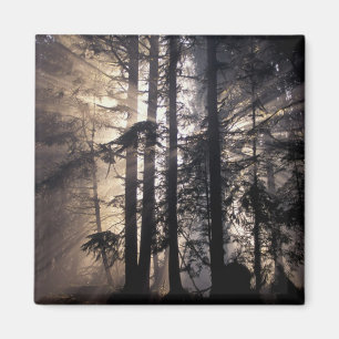 Nordamerika, USA, Washington, Olympic NF, Magnet