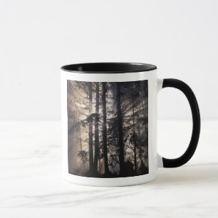 Nordamerika, USA, Washington, Olympic NF, Tasse
