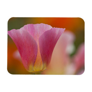 Nordamerika, USA, Washington, Seattle, Sommer 2 Magnet