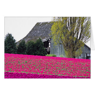 Nordamerika, USA, Washington, Skagit Valley.