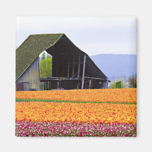 Nordamerika, USA, Washington, Skagit Valley. 2 Magnet
