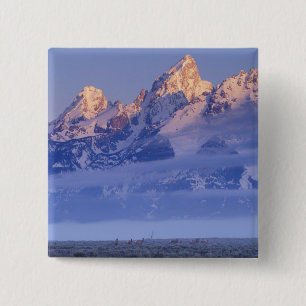 Nordamerika, USA, Wyoming, Grand Teton NP, 2 Button