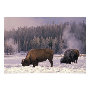 Nordamerika, USA, Wyoming, Yellowstone NP, Fotodruck