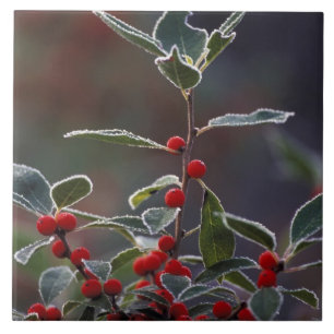 Nordamerika, Vereinigte Staaten, Neuengland. Holly Fliese