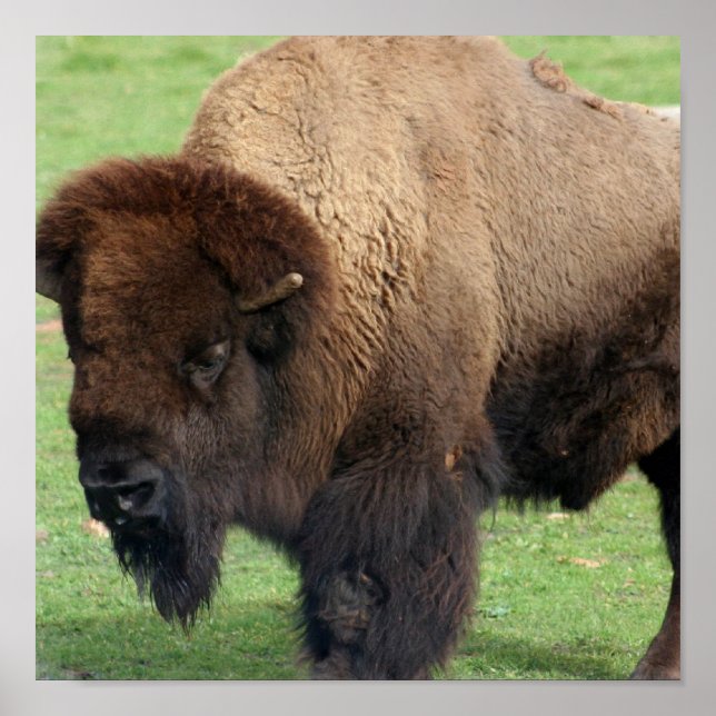 Nordamerikanische Bison Print Poster (Vorne)