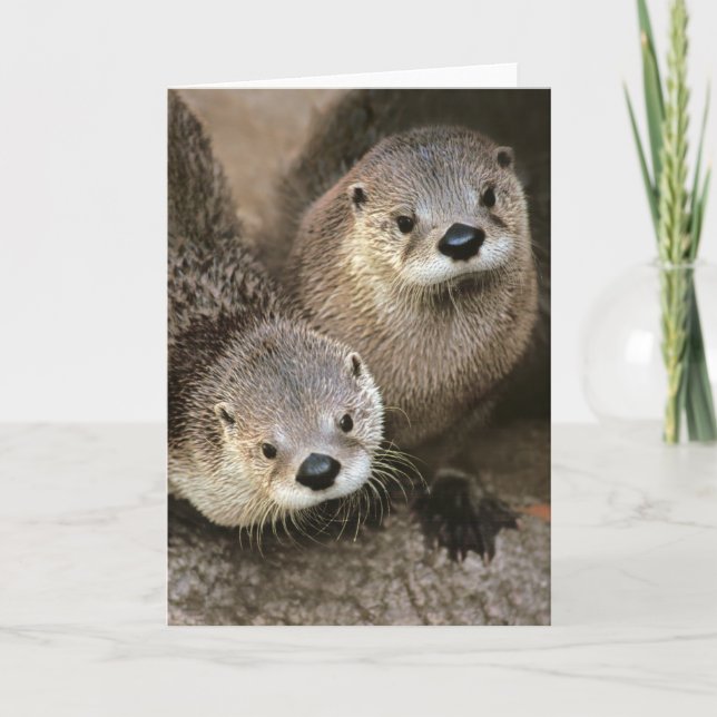 Nordamerikanische Fluss-Otter Karte (Vorderseite)
