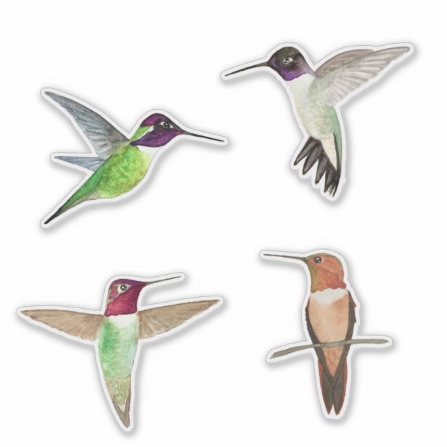 Nordamerikanische Hummingvögel Aufkleber (Vorderseite)