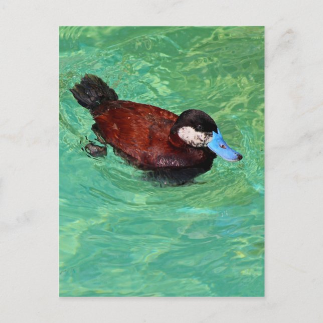 Nordamerikanische Ruddy Duck III Postkarte (Vorderseite)