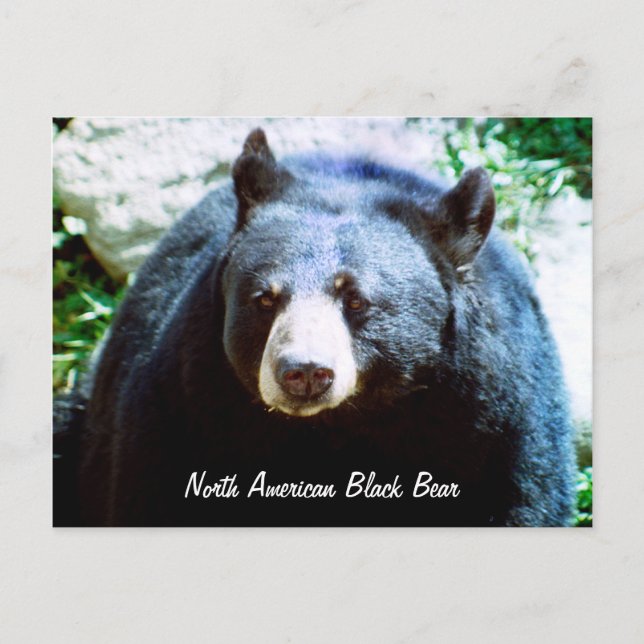 Nordamerikanische Schwarzbär-Postkarte Postkarte (Vorderseite)