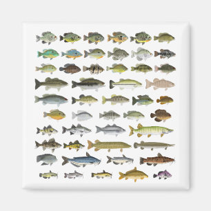 Nordamerikanische Süßwasserfischgruppe Magnet