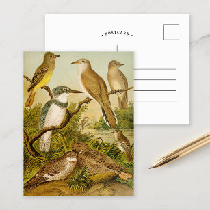 Nordamerikanische Vögel   Anton Goering Postcard Postkarte