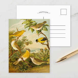 Nordamerikanische Vögel   Anton Goering Postcard Postkarte