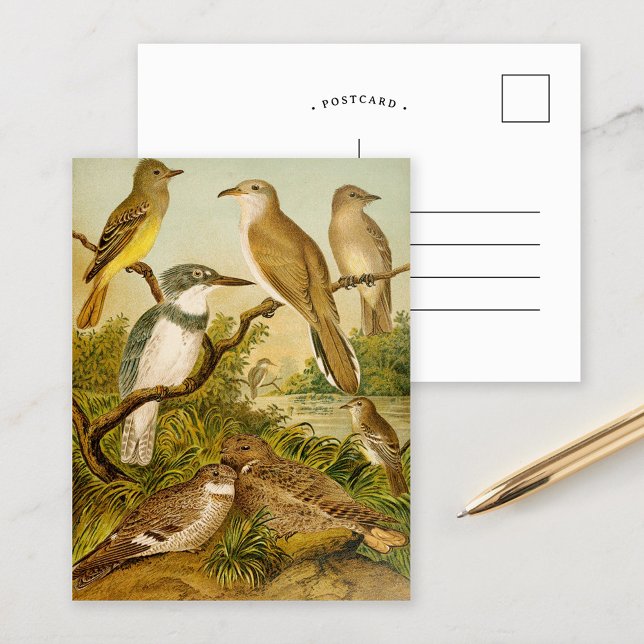 Nordamerikanische Vögel | Anton Goering Postcard Postkarte (Von Creator hochgeladen)