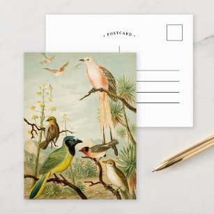 Nordamerikanische Vögel   Anton Goering Postkarte
