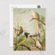Nordamerikanische Vögel | Anton Goering Postkarte (Vorne/Hinten)