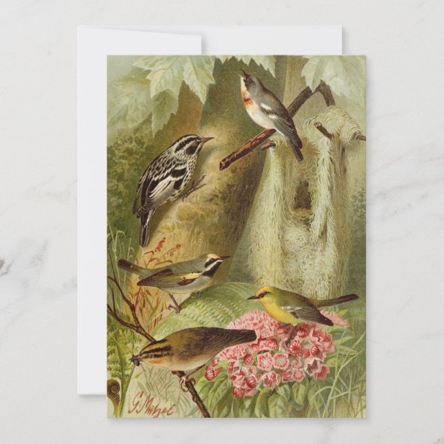 Nordamerikanische Vögel | Gustav Mü tzel Card (Vorderseite)