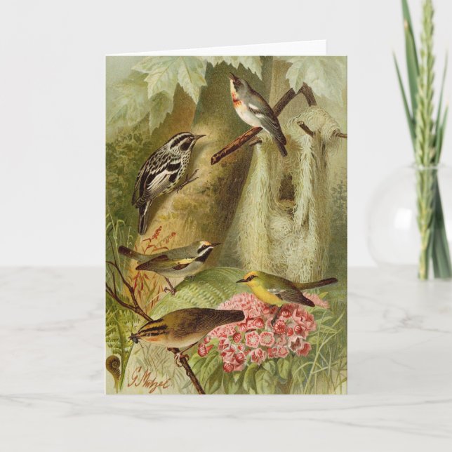 Nordamerikanische Vögel | Gustav Mü tzel Card Karte (Vorderseite)