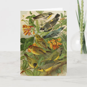 Nordamerikanische Vögel   Gustav Mü tzel Card Karte