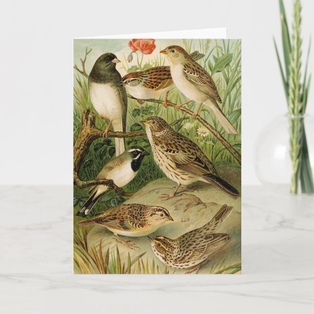 Nordamerikanische Vögel | Gustav Mü tzel Karte (Vorderseite)