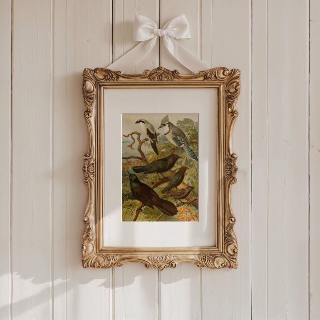 Nordamerikanische Vögel | Gustav Mü tzel Poster (Von Creator hochgeladen)