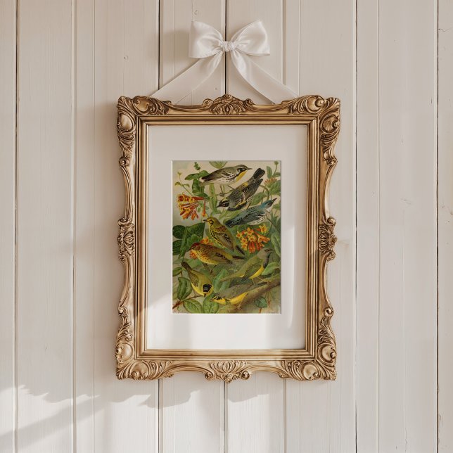 Nordamerikanische Vögel | Gustav Mü tzel Poster (Von Creator hochgeladen)