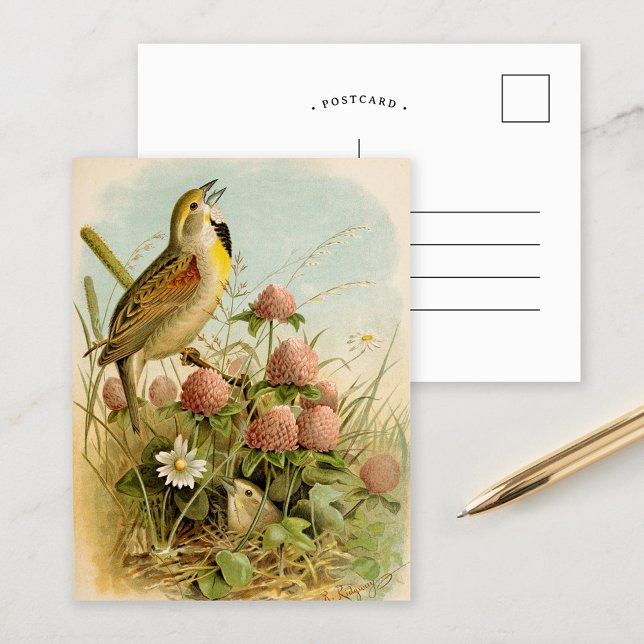 Nordamerikanische Vögel | Robert Ridgway Postkarte (Von Creator hochgeladen)