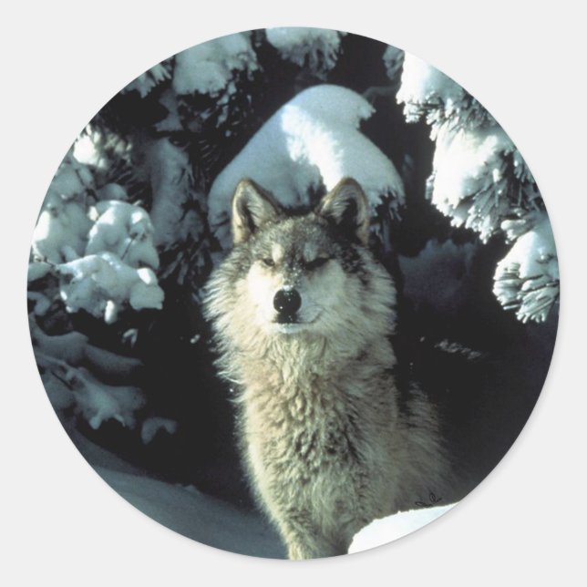 Nordamerikanischer Holzwolf im Schnee Runder Aufkleber (Vorderseite)