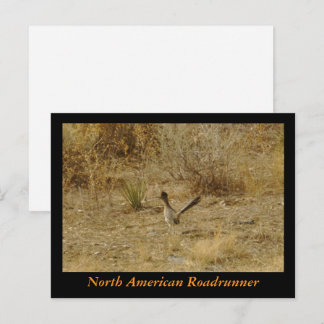 Nordamerikanischer Roadrunner Postkarte