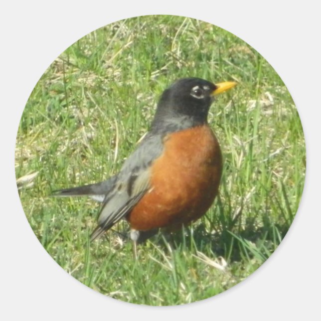 Nordamerikanischer Robin Sticker (Vorderseite)