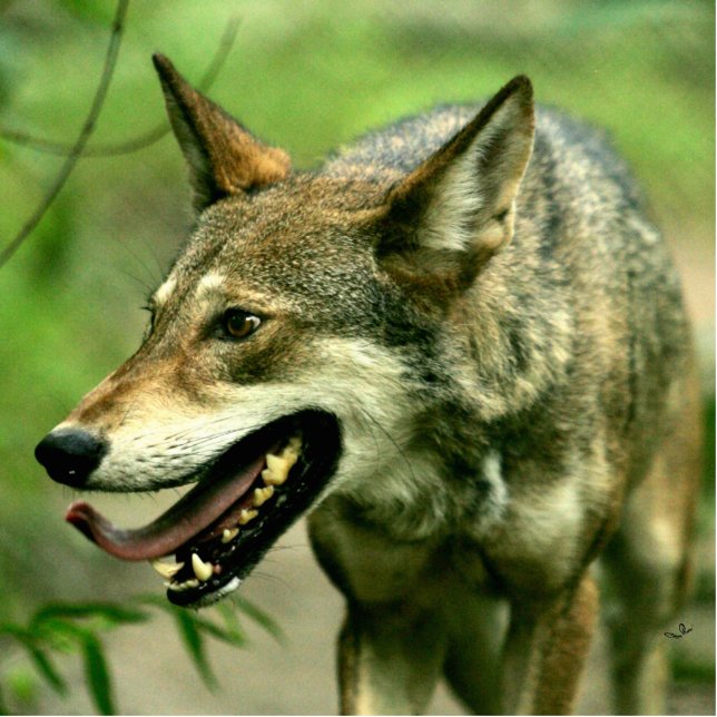 Nordamerikanischer schlauer roter Wolf Freistehende Fotoskulptur (Vorne)