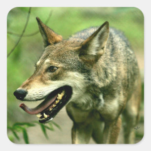 Nordamerikanischer schlauer roter Wolf Quadratischer Aufkleber