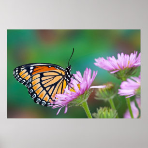 Nordamerikanischer Schwalbenschwanz Schmetterling Poster