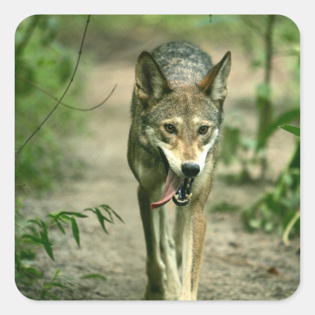 Nordamerikanischer Sly Red Wolf Quadratischer Aufkleber (Vorderseite)