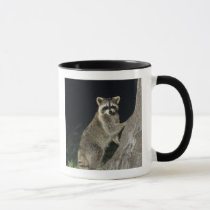 Nordamerikanischer Waschbär, Procyon lotor, Erwach Tasse