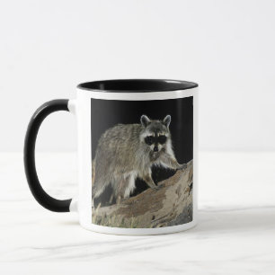 Nordamerikanischer Waschbär, Procyon lotor Tasse
