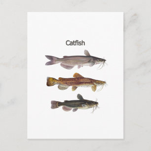 Nordamerikanisches Katfisch-Logo Postkarte