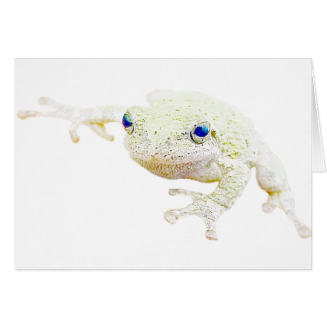 NordFroggy (Vorderseite (Horizontal))