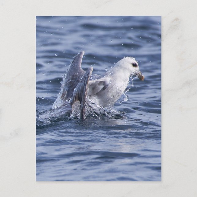 Nordfulmar Postkarte (Vorderseite)