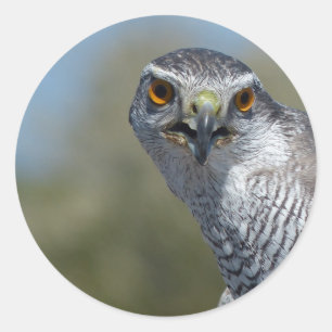 Nordgohawk Nah Runder Aufkleber