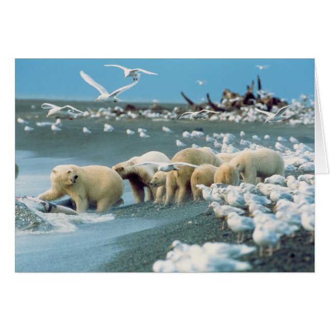 Nordhang, Alaska. Polar Bears Ursus (Vorderseite (Horizontal))