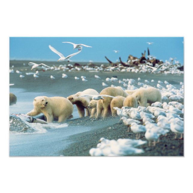 Nordhang, Alaska. Polar Bears Ursus Fotodruck (Vorne)
