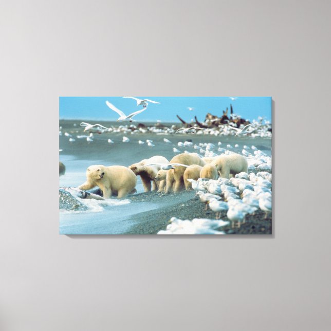 Nordhang, Alaska. Polar Bears Ursus Leinwanddruck (Vorderseite)