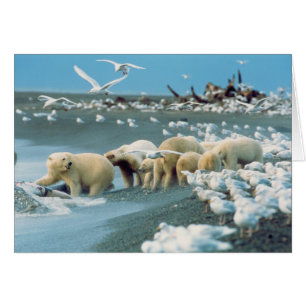 Nordhanglage, Alaska. Eisbären Ursus
