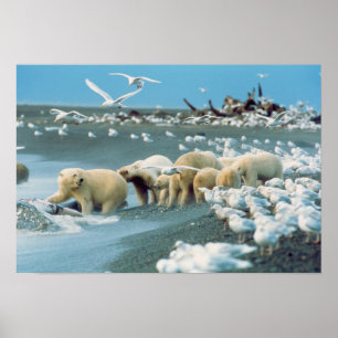 Nordhanglage, Alaska. Eisbären Ursus Poster