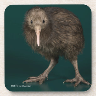Nordinsel-Brown-Kiwi Getränkeuntersetzer