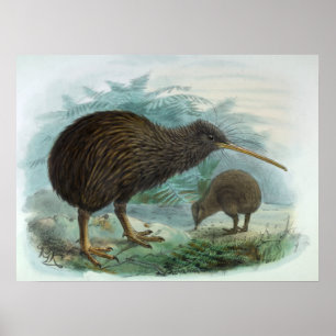 Nordinsel-Brown-Kiwi-Vintage Vogel-Illustration Poster