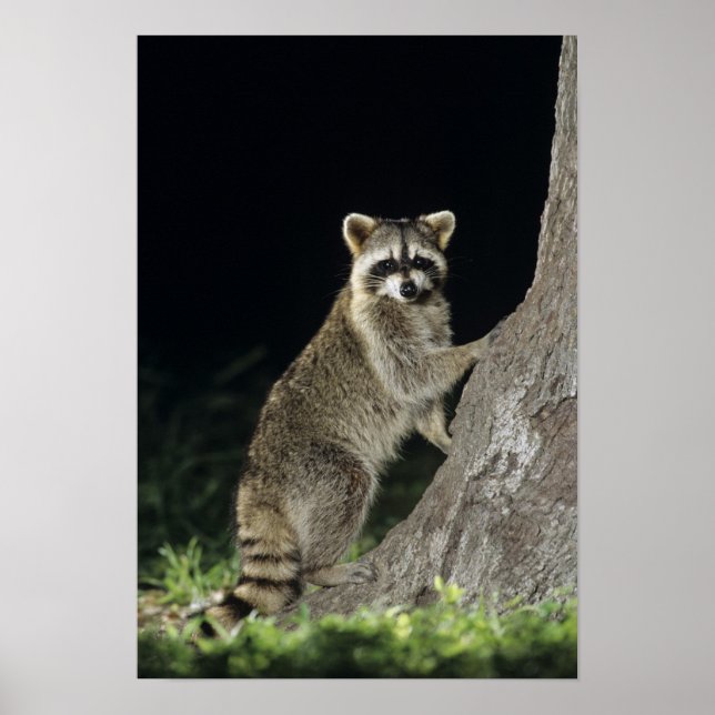 Nordirakoon, Procyon-Lotor, erwachsen am Baum Poster (Vorne)