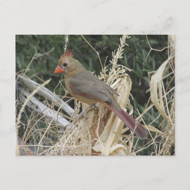 Nordische Kardinal von Weibchen auf Mais Tassel Postkarte (Vorderseite)