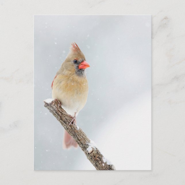 Nordische Kardinäle im Schnee-Foto Postkarte (Vorderseite)